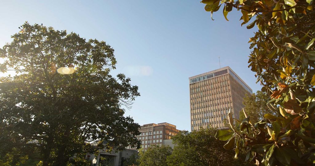 Trees in front of a high rise building